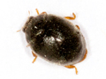 Scymnus auritus